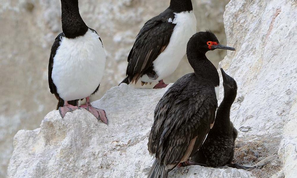 Puerto Deseado – La diversidad de hábitat a través de sus aves