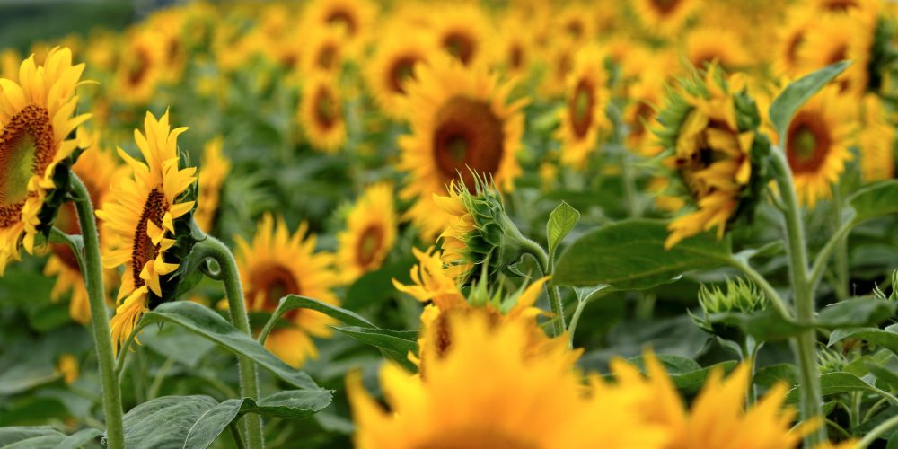 Fiesta Nacional de la Flor