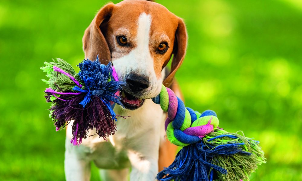 La importancia de la recreación para las mascotas