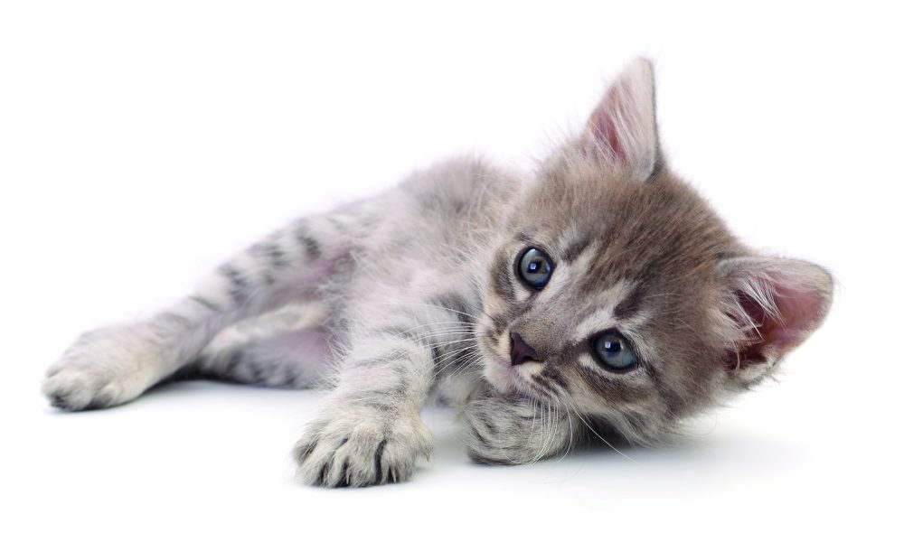 Cuidar a nuestros gatos: amor, atención y bienestar en casa