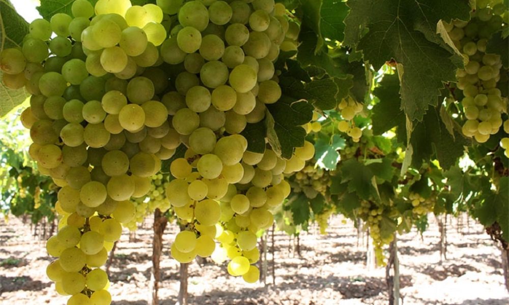Salta: los vinos del cielo argentino