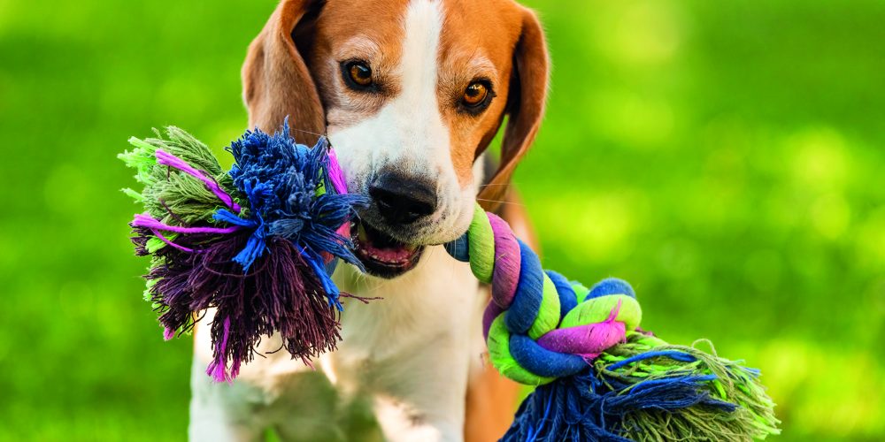 La importancia de la recreación para las mascotas