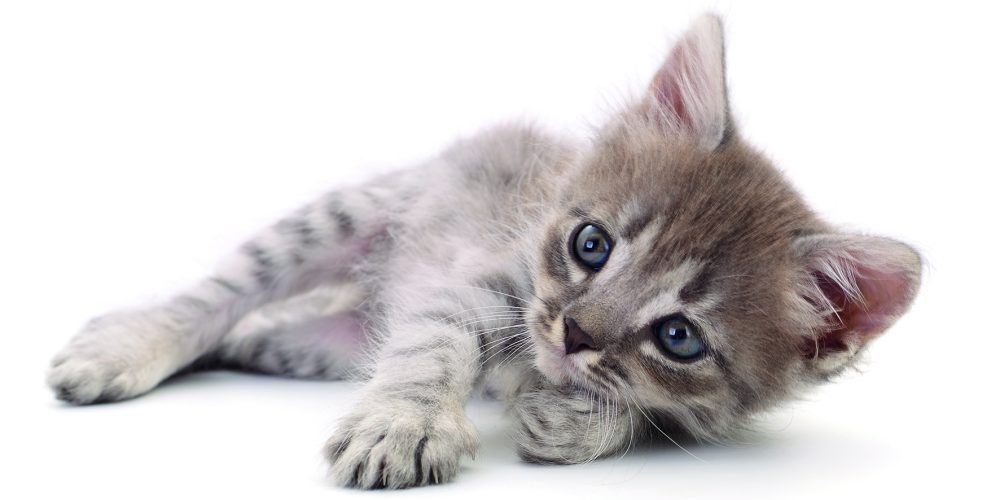 Cuidar a nuestros gatos: amor, atención y bienestar en casa