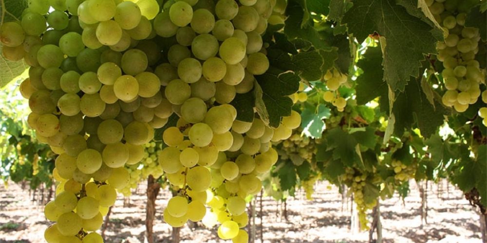 Salta: los vinos del cielo argentino
